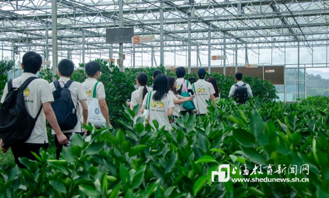 让柚乡“破圈”,这支上海高校实践团队深入浙江双柚基地干起“数据农活”